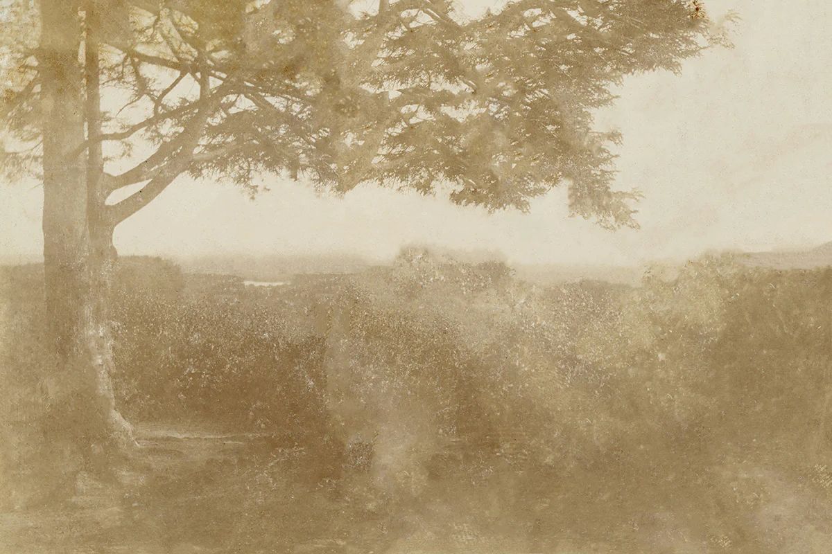 Sepia Trees I | Juniper Print Shop