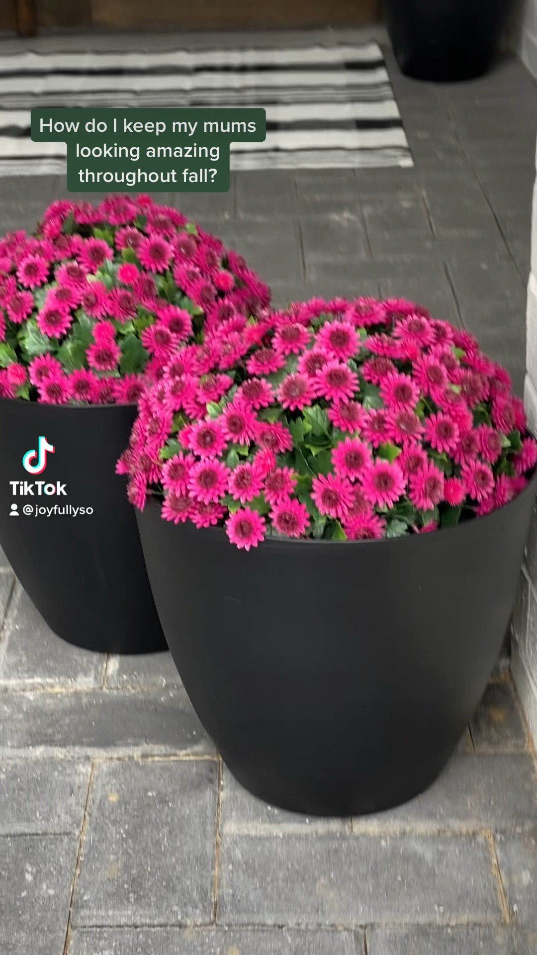 Faux mums for fall - I used the 12” version. Also linked the 10” and 16” versions, as well as a similar oversized faux plant  

#LTKunder100 #LTKfamily #LTKSeasonal