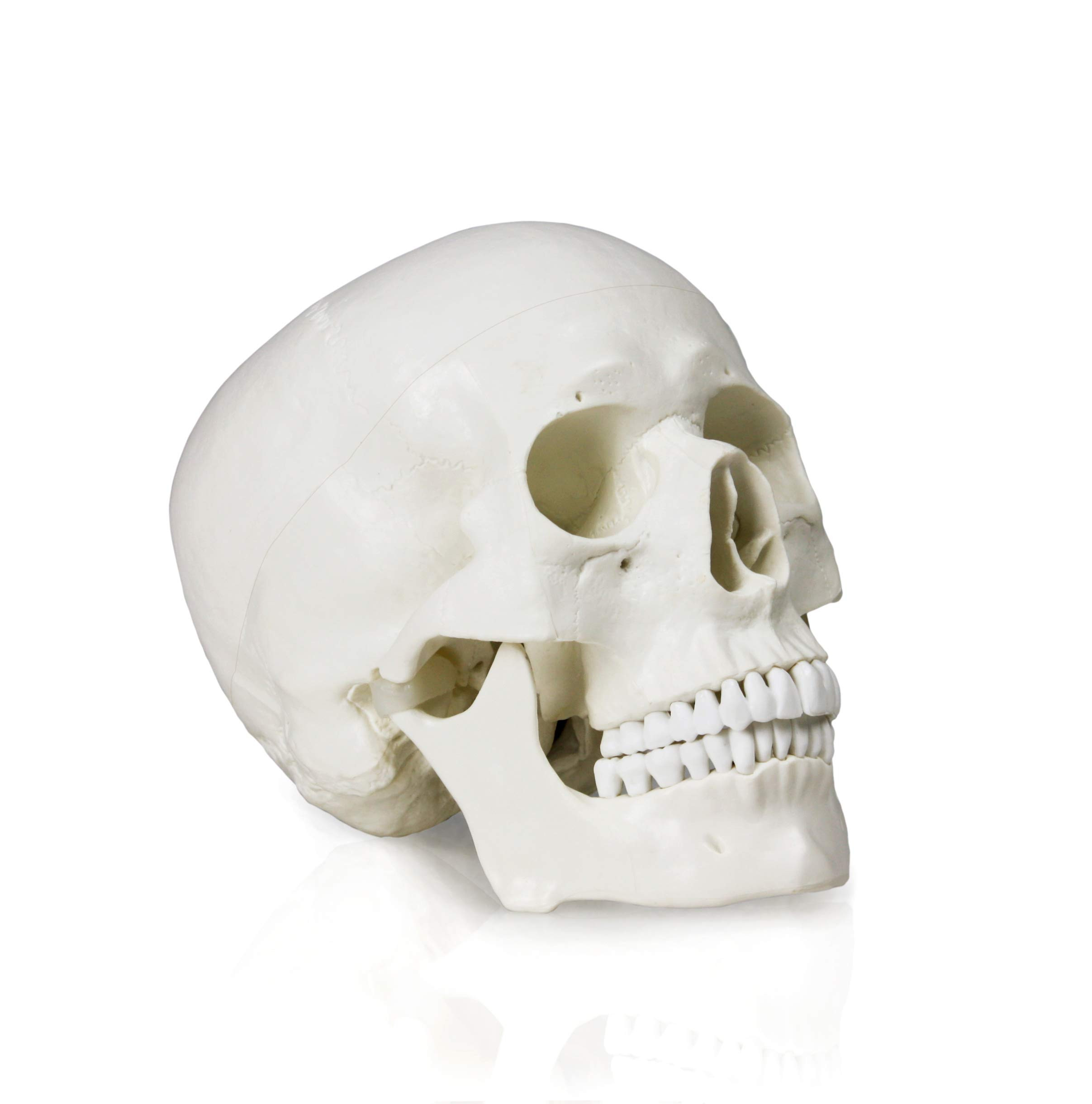 Vision Scientific VAL207-A Life-Size Human Skull – 3 Parts | Medical Grade, Features Joints, Su... | Amazon (US)