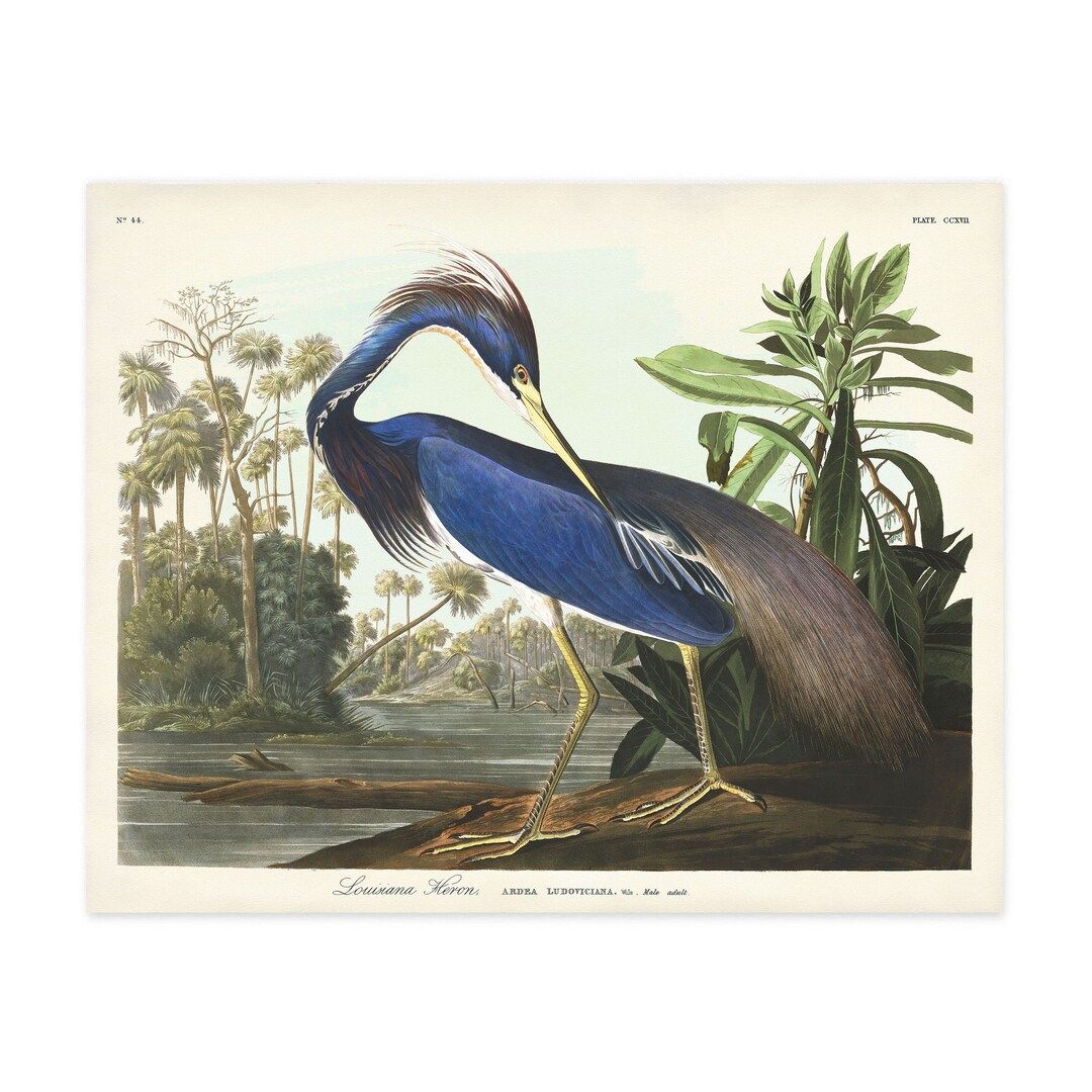 Louisiana Heron Print Audubon Birds of America Bird Print - Etsy Canada | Etsy (CAD)
