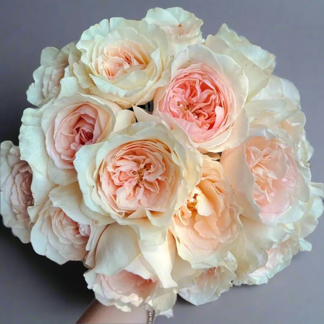 Xiang Sai Xue (blush Snow) – Fragrant Pink-apricot Chinese Rose (own Root) - Etsy | Etsy (US)