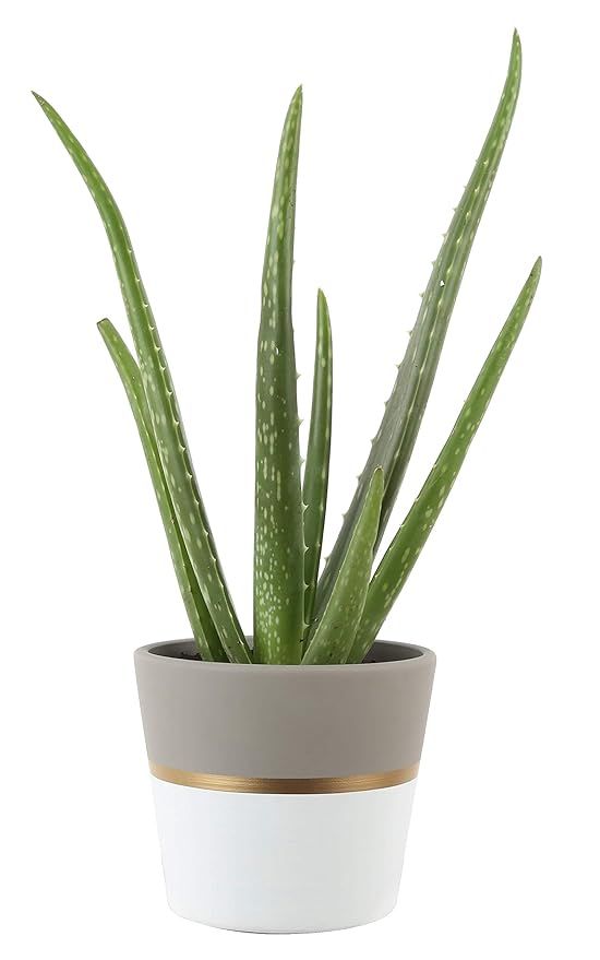 Costa Farms Aloe, Live Indoor Plant, 12 to 14-Inches Tall, Ships in Modern Ceramic Planter, Fresh... | Amazon (US)