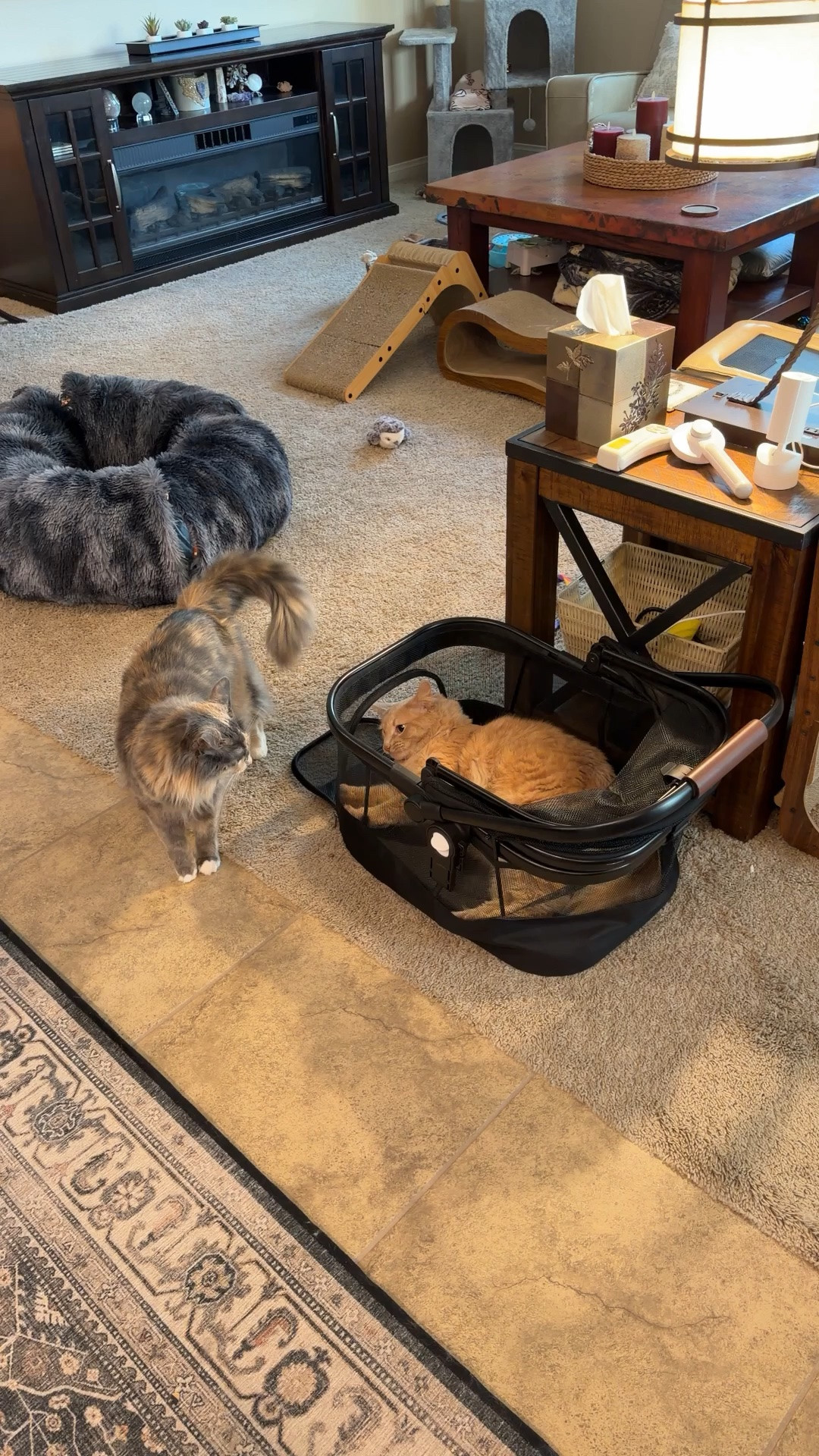 ￼ Double pet stroller and carriers