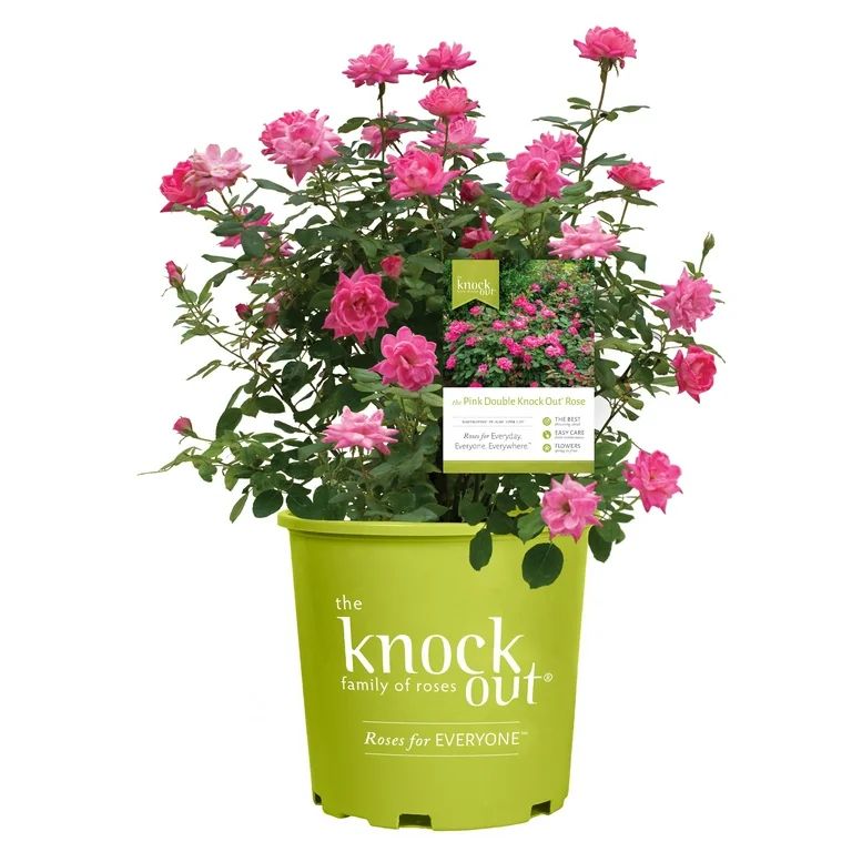 The Pink Double Knock Out® Rose Live Plant with Bright Pink Blooms (1 Gallon) | Walmart (US)