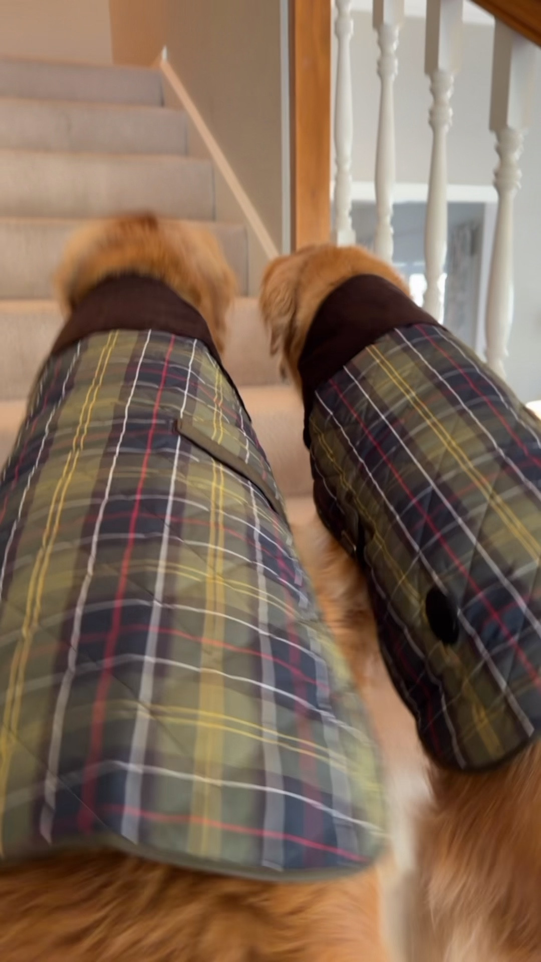 The matching Barbour coats are sending me 😭🍂🐾

#LTKPets