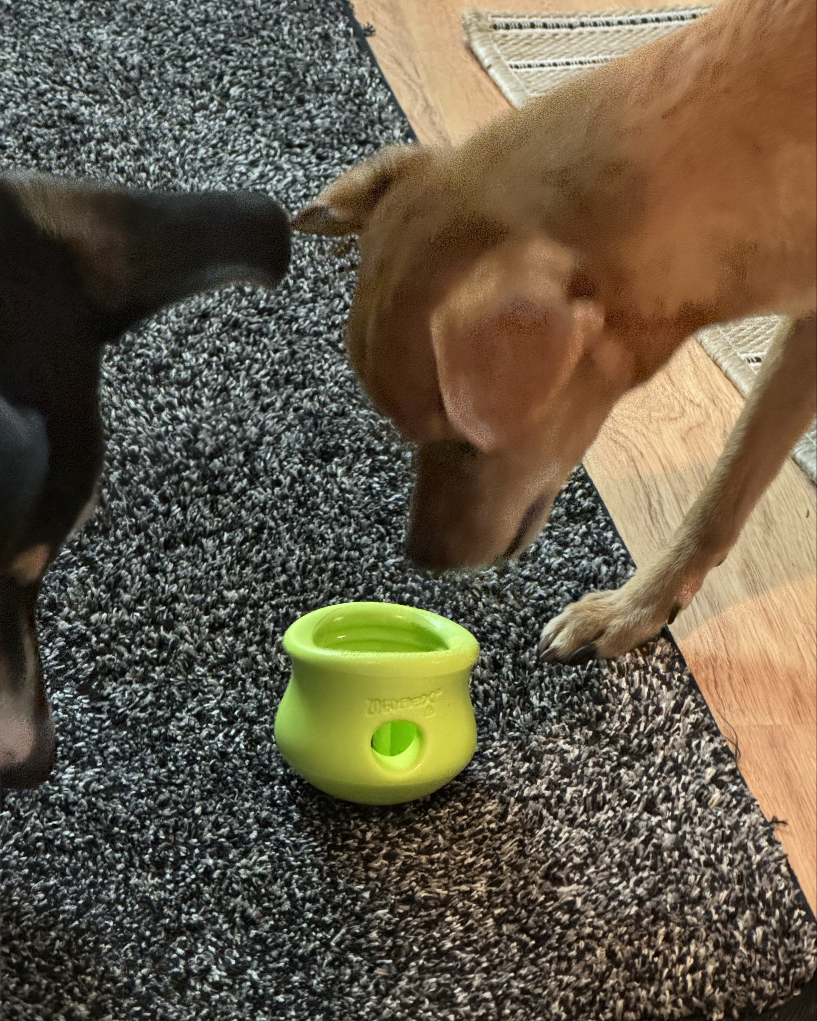 My pup loves his west paw toppl! We freeze yogurt in it. The licking helps him calm down :)

#LTKparties #LTKhome