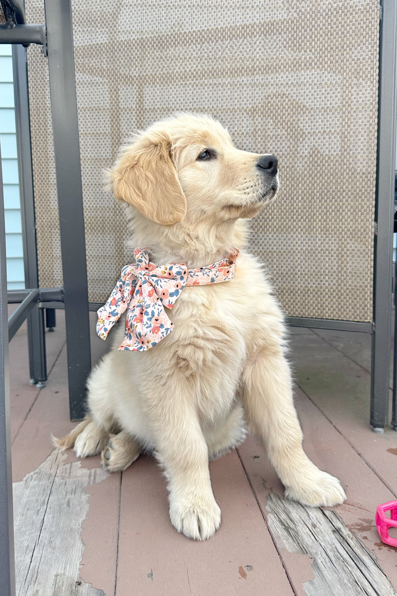 The cutest dog collar✨🐶 comes with multiple bow or flower attachments🤍 

#LTKU #LTKGiftGuide #LTKFind