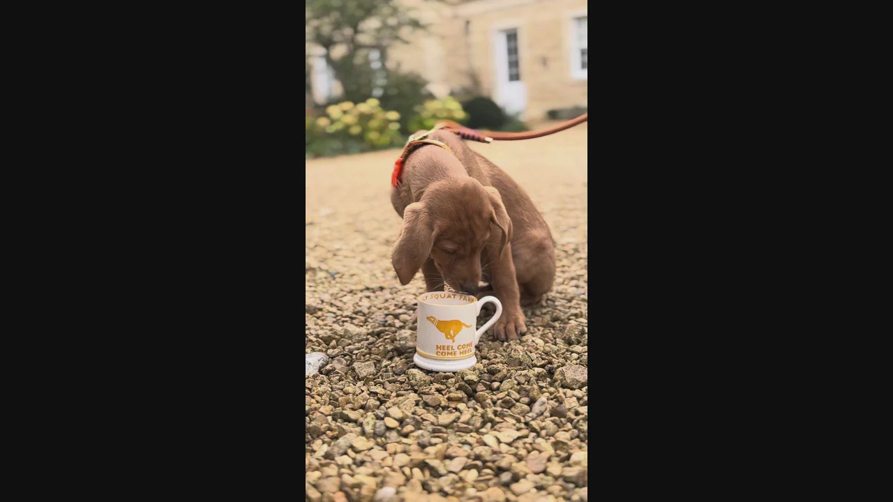 Diddly Squat Farm: Come Heel 1/2 Pint Mug | Emma Bridgewater (UK)