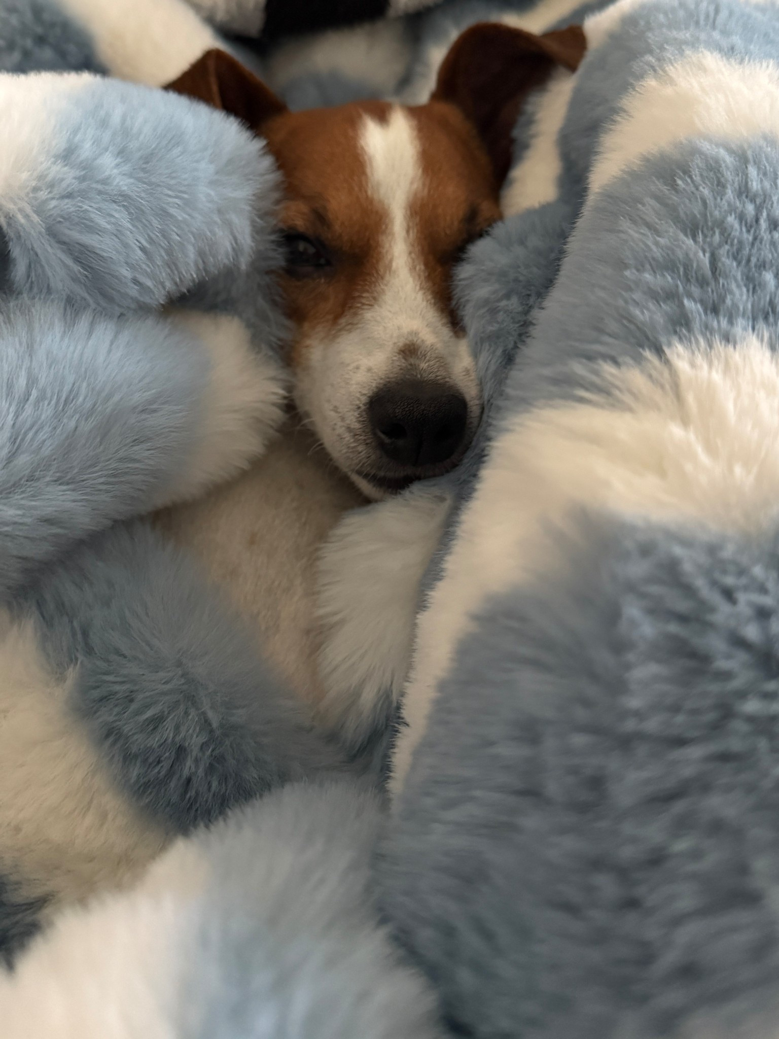 our favorite faux fur blankets are on sale @ Anthropologie! The coziest ☁️

#anthrohome #anthrosale 

#LTKHome #LTKHoliday