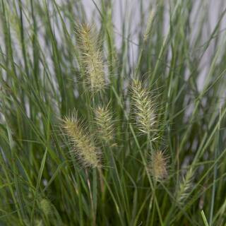 2.5 Gal - Hamelin Dwarf Fountain(Pennisetum)Grass, Live Plant | The Home Depot