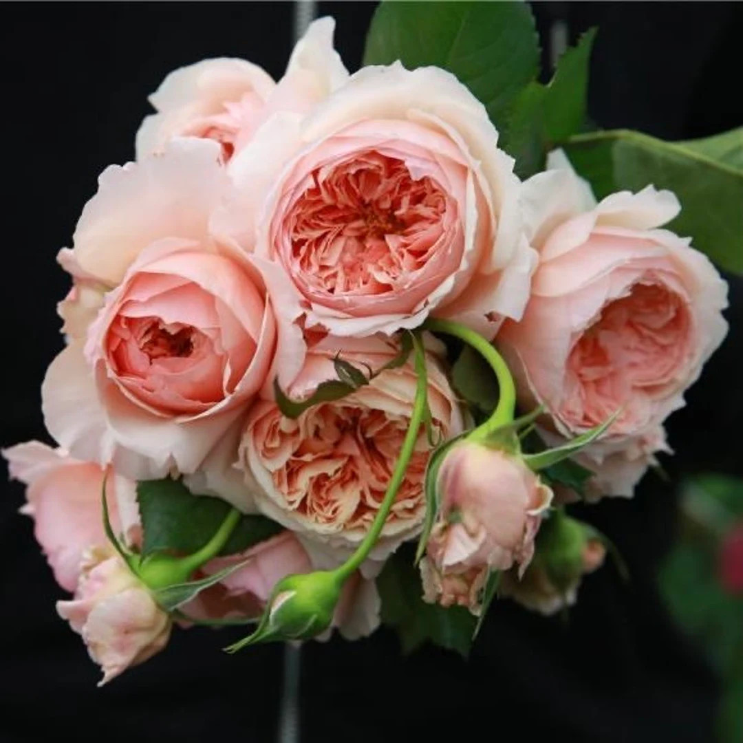 Masora. 真宙 Japanese rose. Super fragrance and heat resistance. | Etsy (US)