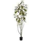 Vickerman Everyday 5' Artificial Green Potted Cotinus Coggygria Tree - Lifelike Home Office Decor -  | Amazon (US)