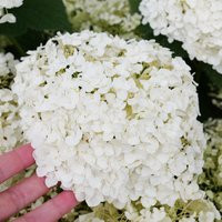 Invincibelle® Wee White 2.0 Hydrangea | Plant Addicts