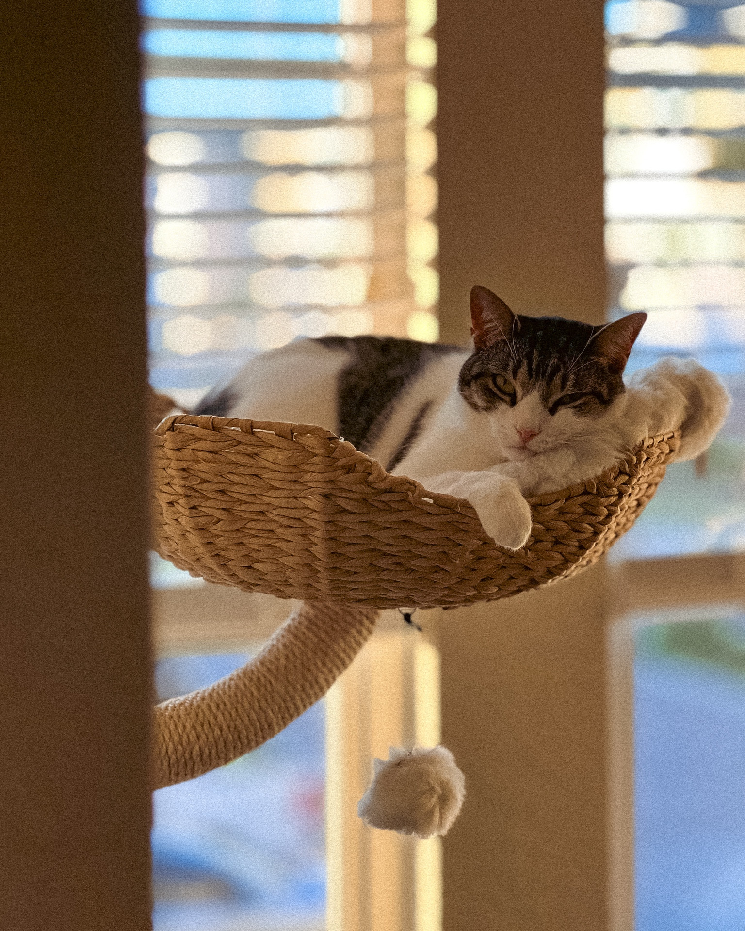 Cat tree, unique cat tree, aesthetic cat trees, cat tree ideas, modern cat tree

#LTKhome