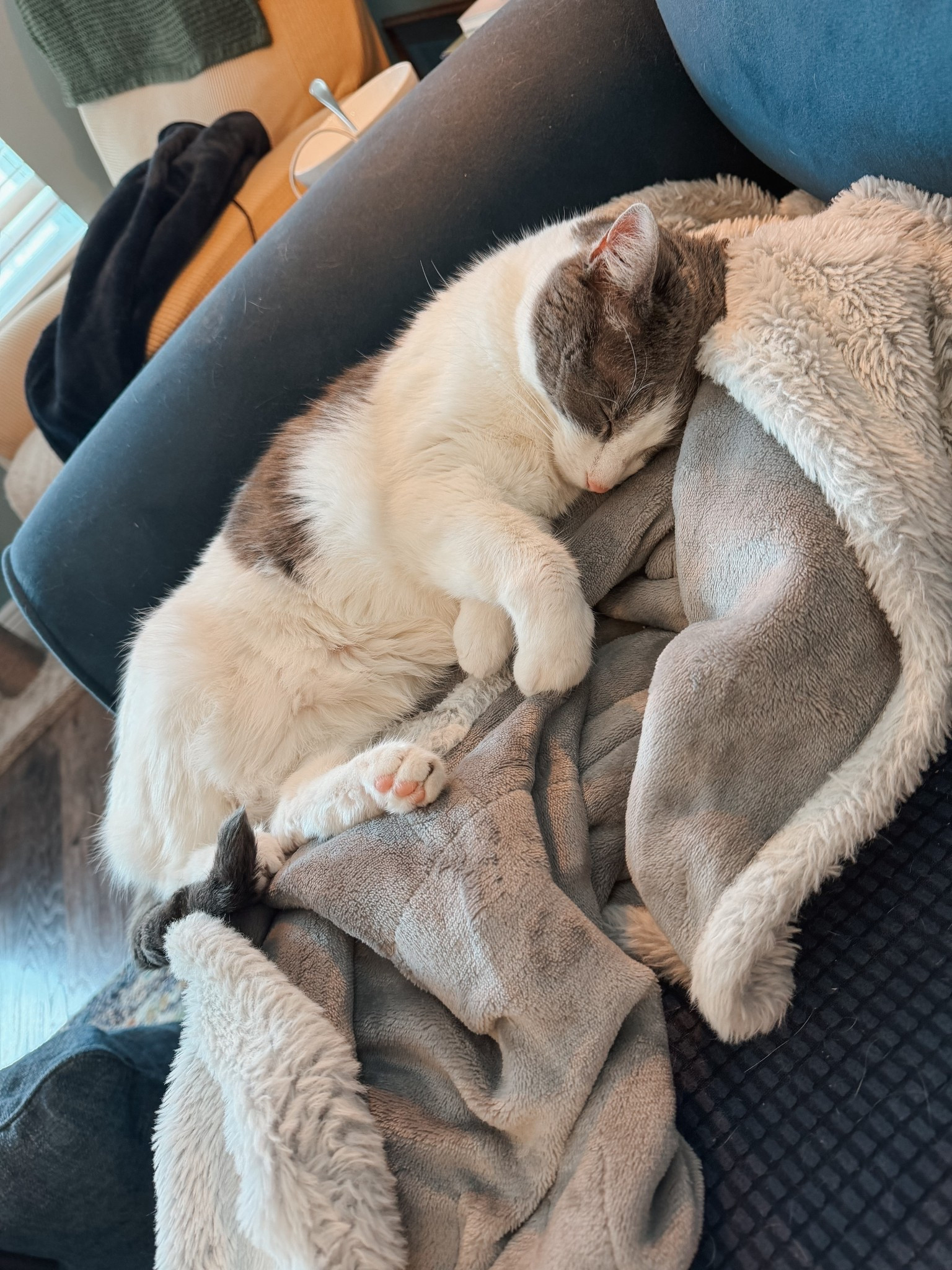Heated blankets are beloved in our house, by both me and my husband AND our cats! Cannot recommend these cozy heated throws enough  

#LTKSeasonal #LTKHome #LTKPets