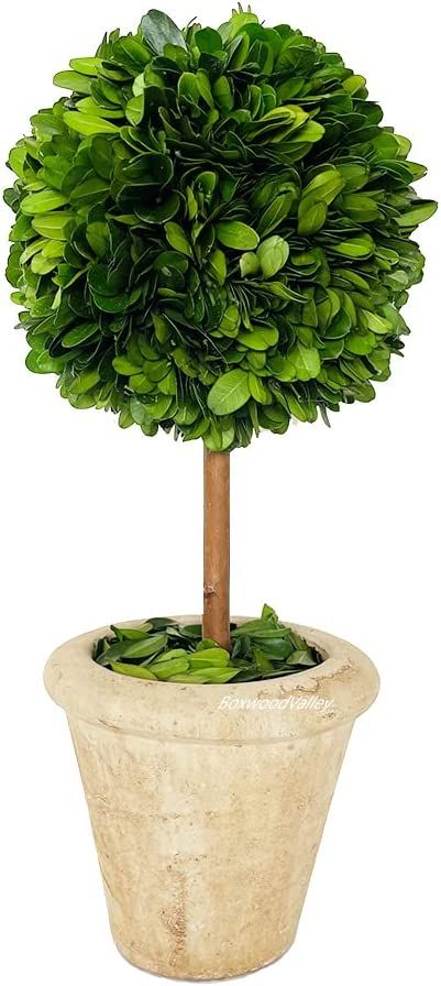 Natural Preserved Boxwood Topiary in Pot 9 inch Stunning Greenery and Plant Decor Great for Home ... | Amazon (US)