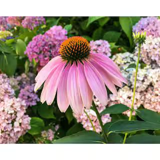 BELL NURSERY 2.5 Qt. Echinacea Coneflower Live Flowering Full Sun Perennial Plant CNFLW1GMUL1PK -... | The Home Depot