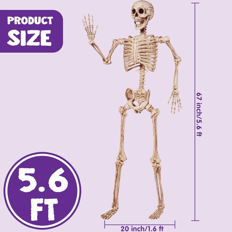Syncfun 5.6 FT Halloween Life Size Skeleton,Poseable Full Size Plastic Skeleton Bones with Movabl... | Walmart (US)