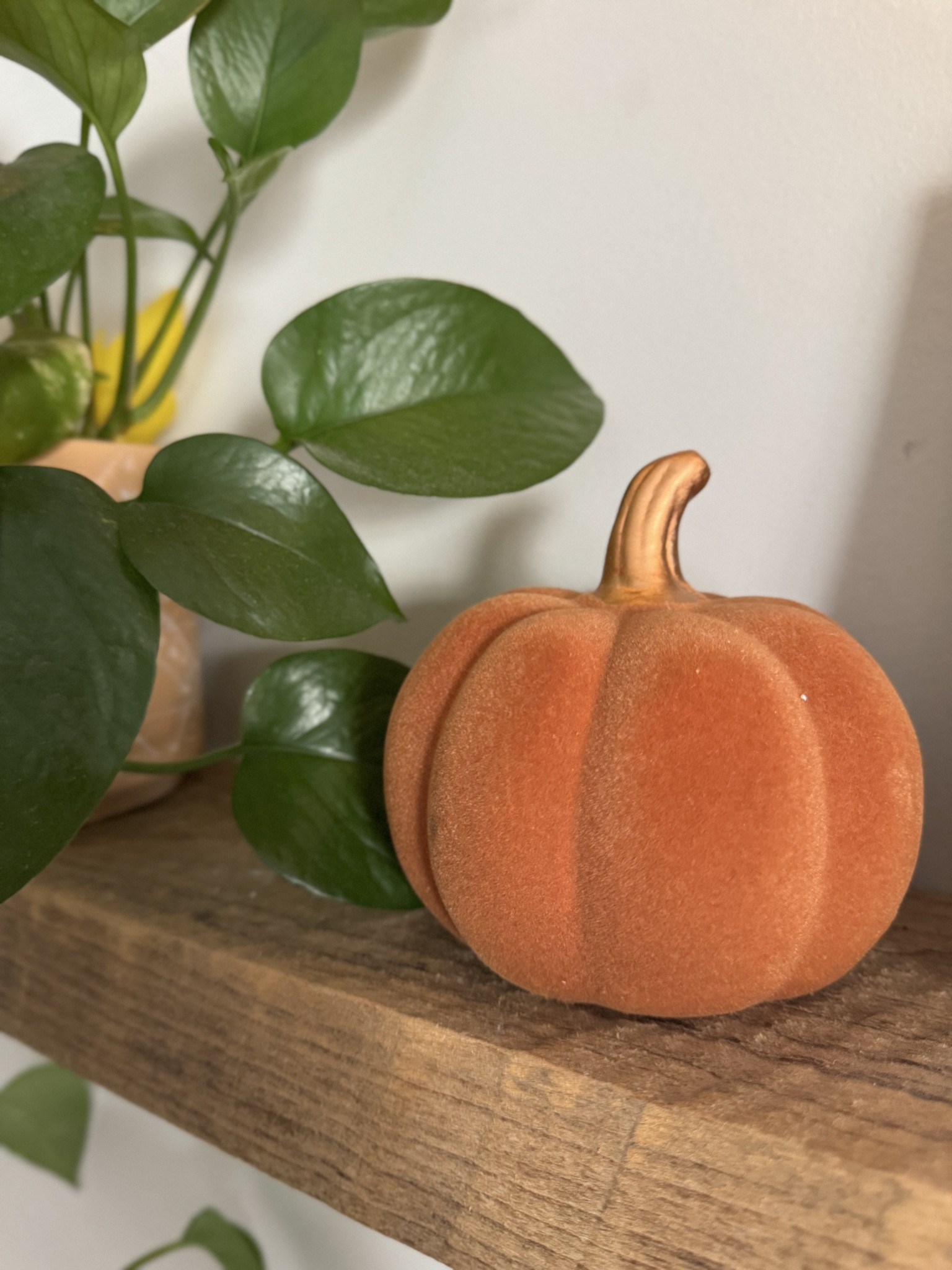 #LTKFindsUnder50 #LTKHome #LTKSeasonal