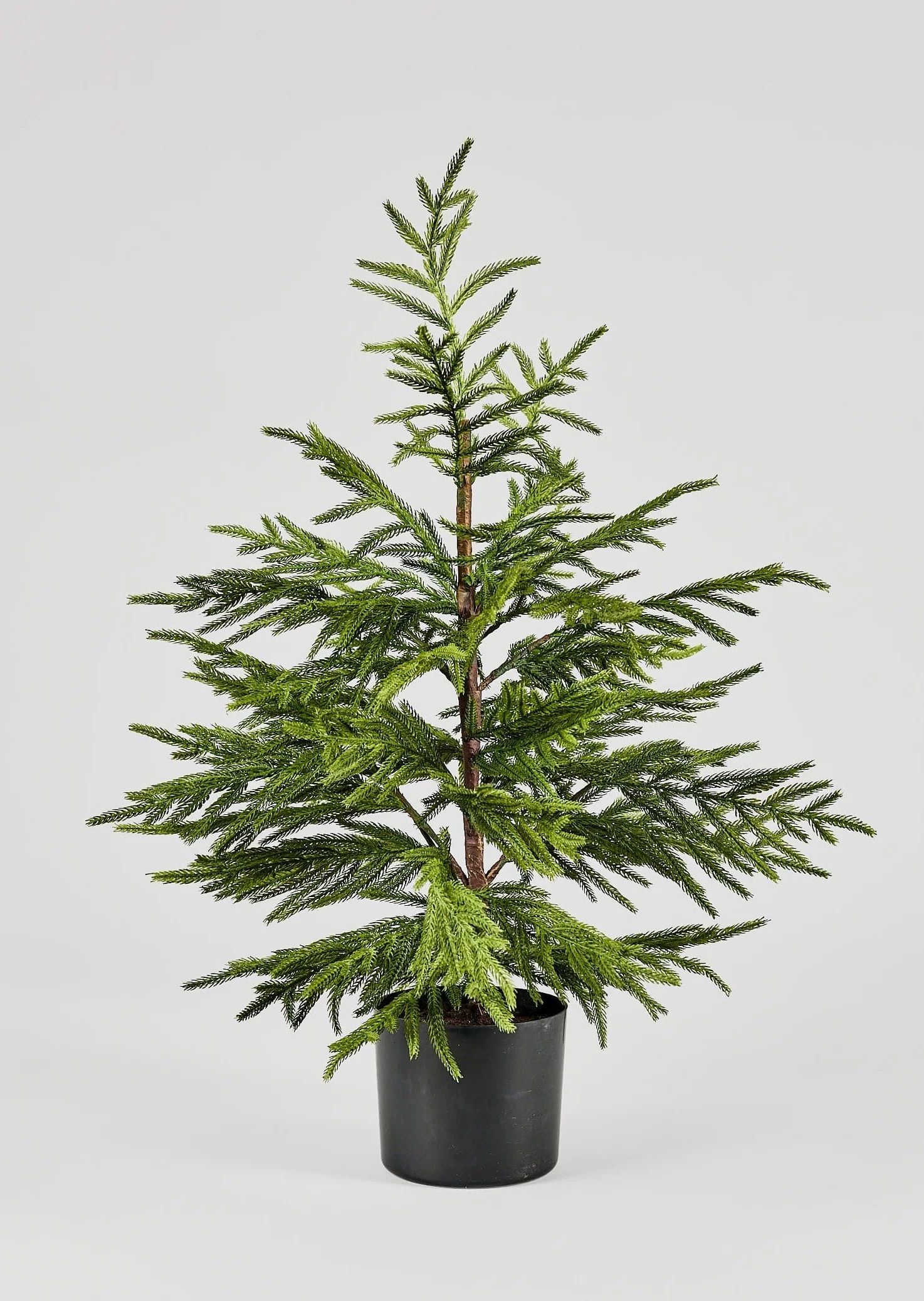 Real Touch Potted Norfolk Pine Tree | Afloral | Afloral