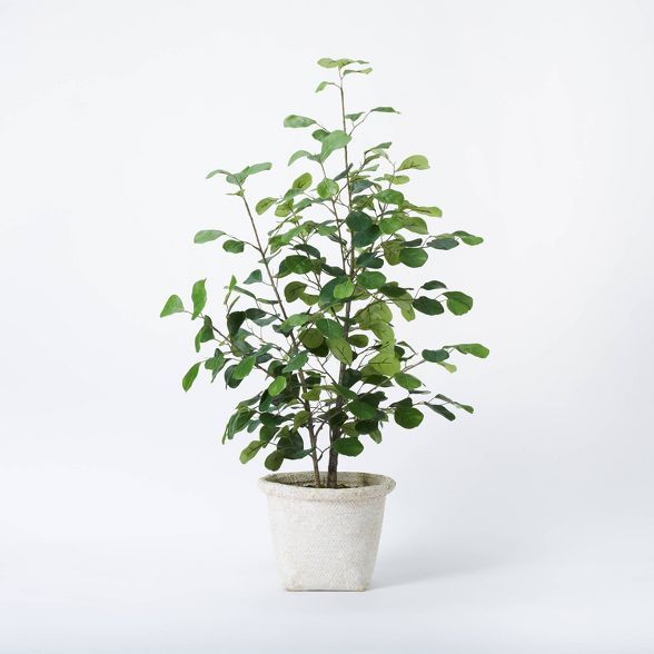 Small Triangle Ficus Tree - Threshold™ designed with Studio McGee | Target