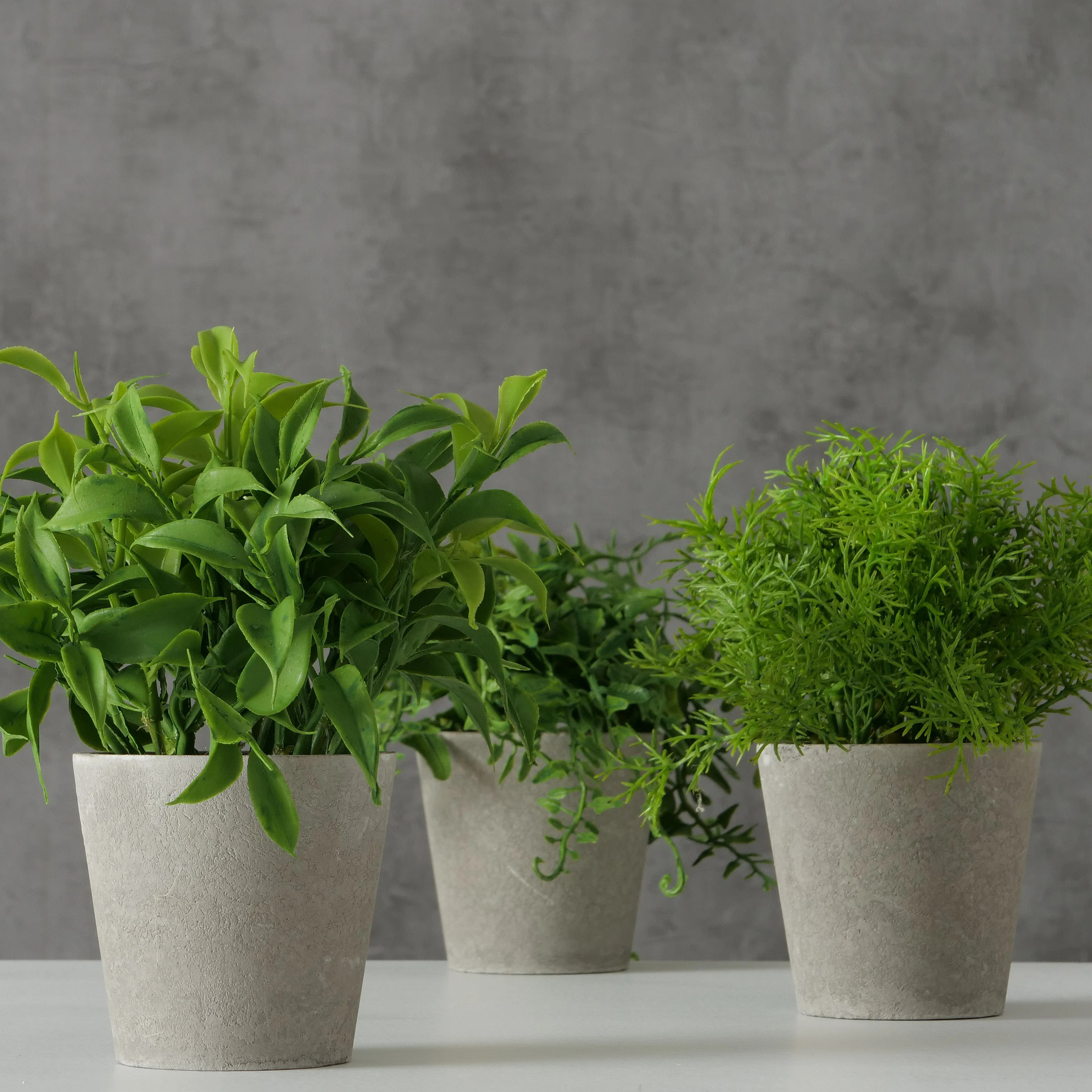 6.75'' Faux Fern Grass Baby Boxwood Ivy Plant in Pot | Wayfair North America