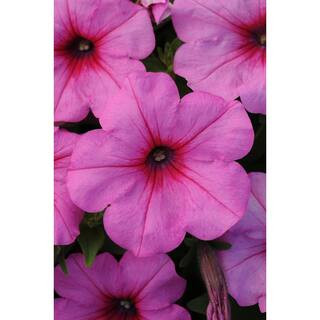 4-Pack Pink Passion Easy Wave Petunia Annual Plant with Pink Flowers | The Home Depot