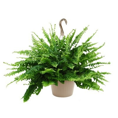 Boston Fern In Hanging Basket | Wayfair North America