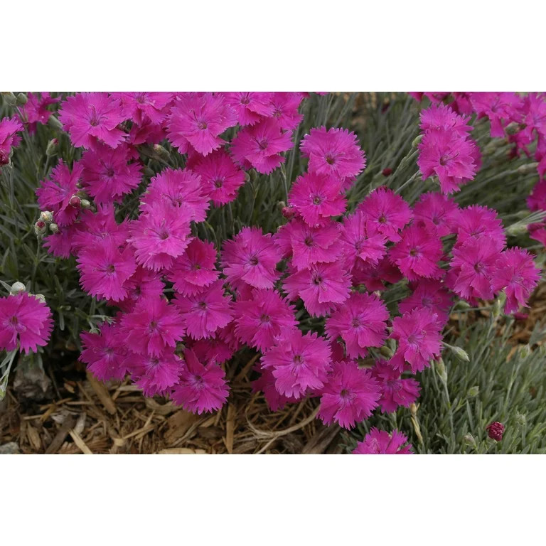 Expert Gardener QT Dianthus Full Sun Perennial Flowering Plant | Walmart (US)