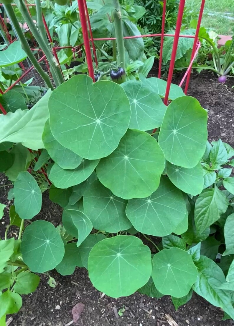 Nasturtium Seeds - Etsy | Etsy (US)