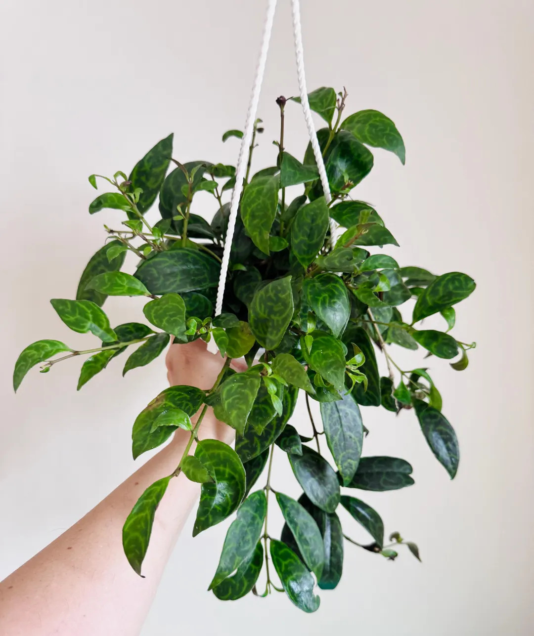 Lipstick Plant Black Pagoda (Aeschynanthus longicaulis) 4.5 inch Hanging pot - Live Plant - optio... | Etsy (US)