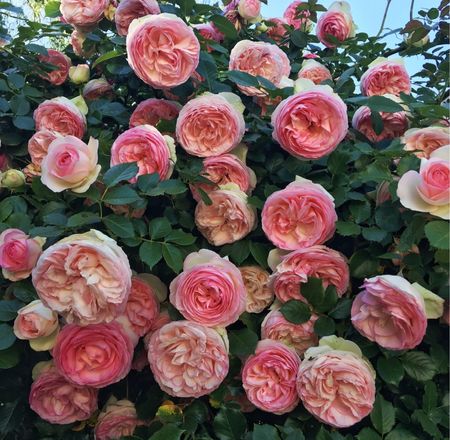 Prettiest climbing rose bush. Pink garden rose. English rose. Live plant. Live rose bush. Pink rose bush. Garden gift. Mother’s Day gift for mom. 💖🌸 

#LTKhome #LTKfindsunder100 #LTKGiftGuide