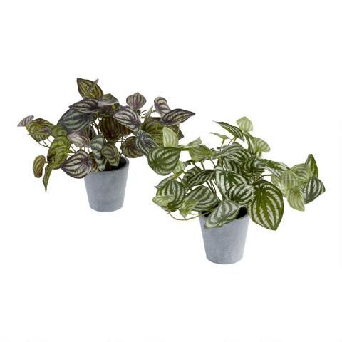 Faux Peperomia Plants Set of 2 | World Market