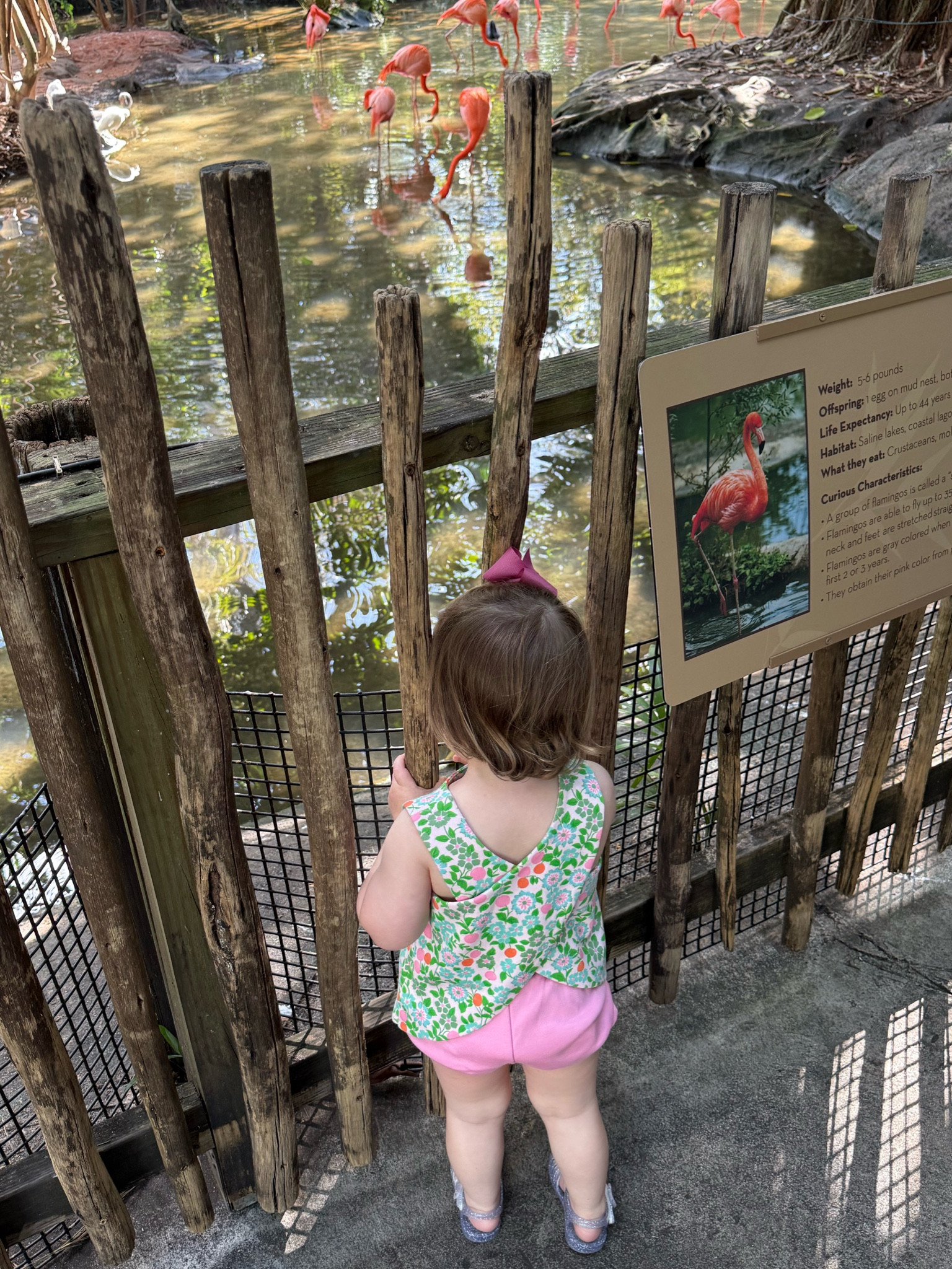 Flamingo spotting in TBBC!

#LTKKids #LTKBaby #LTKFindsUnder100