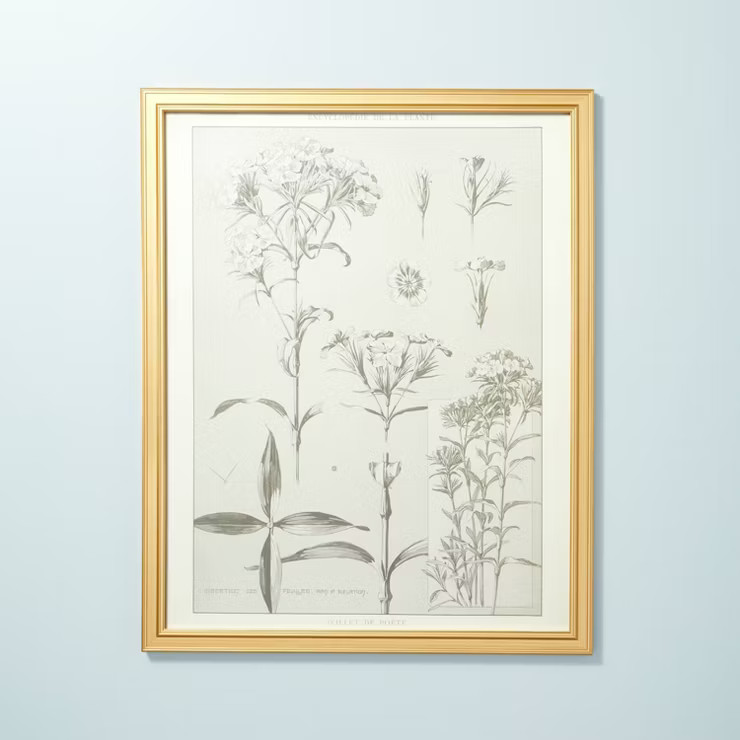 24" x 30" Botanical Sketch Framed Wall Art - Hearth & Hand™ with Magnolia | Target