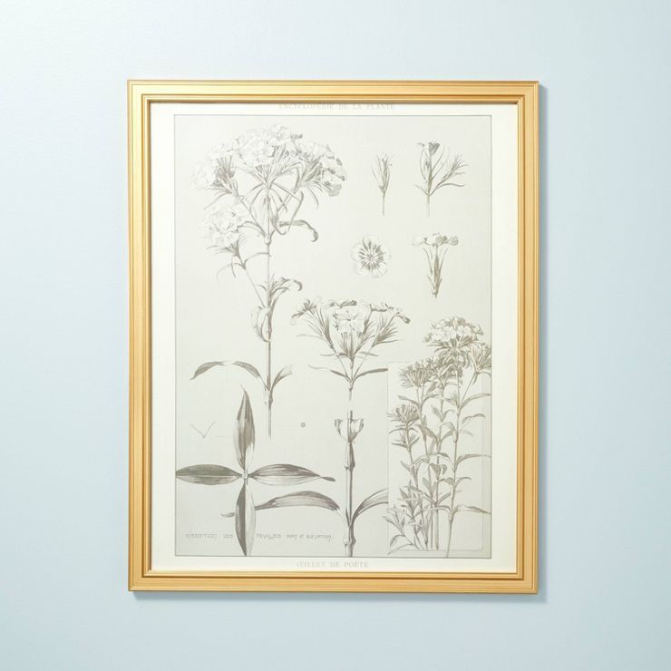 24" x 30" Botanical Sketch Framed Wall Art - Hearth & Hand™ with Magnolia | Target