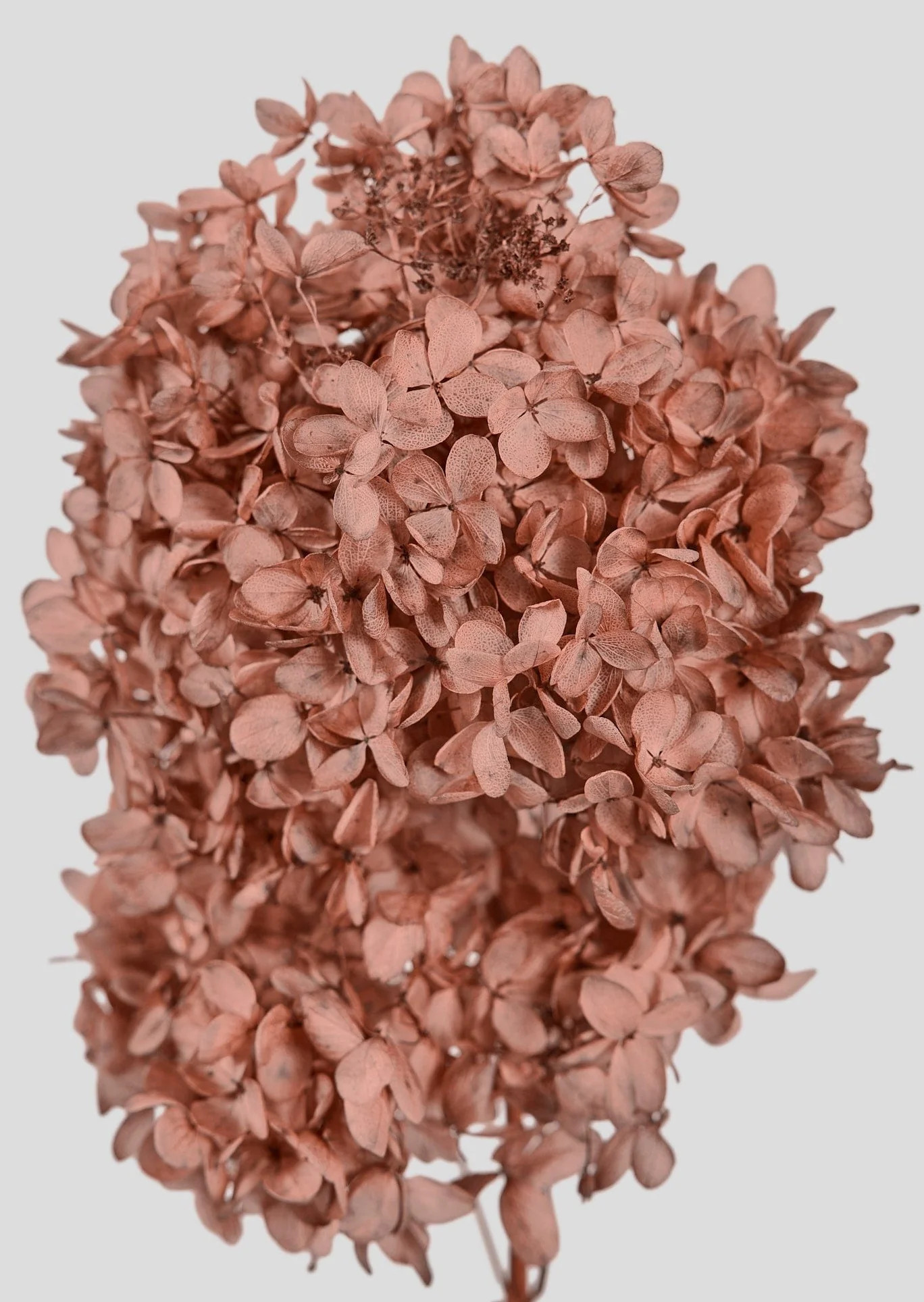Rose Clay Preserved Cone Hydrangea Flower - 19.5-23.5" | Afloral