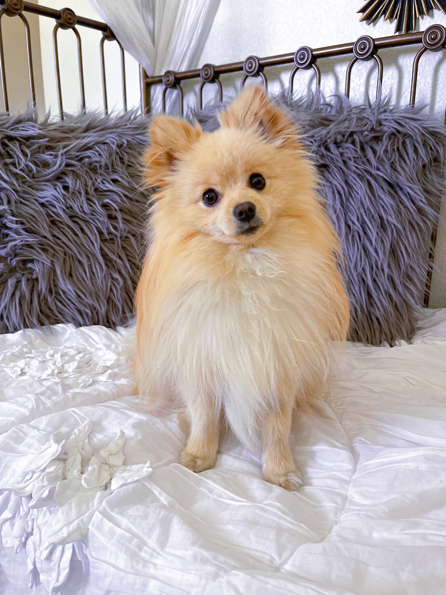 Cozy toddler day bed

Comforter, crib sheets, shaggy pillows, crib skirt.

#LTKHome #LTKKids #LTKmomlife