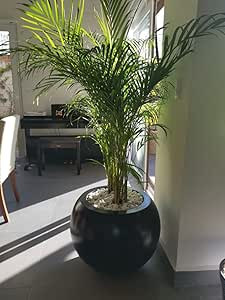 Round Big Modern Fiberglass Planter Bubble Like Elegant Shape Tree Pot Indoor Outdoor Colors Avai... | Amazon (US)