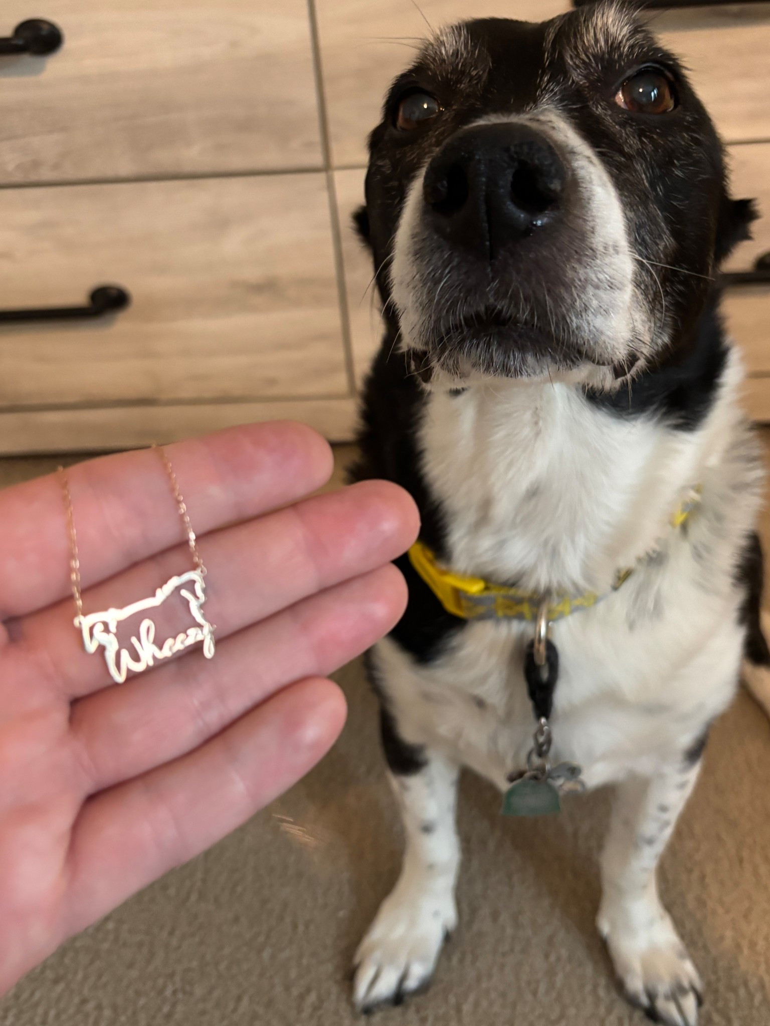 My Baby Boy 

#LTKGiftGuide #LTKFindsUnder50 #LTKPets