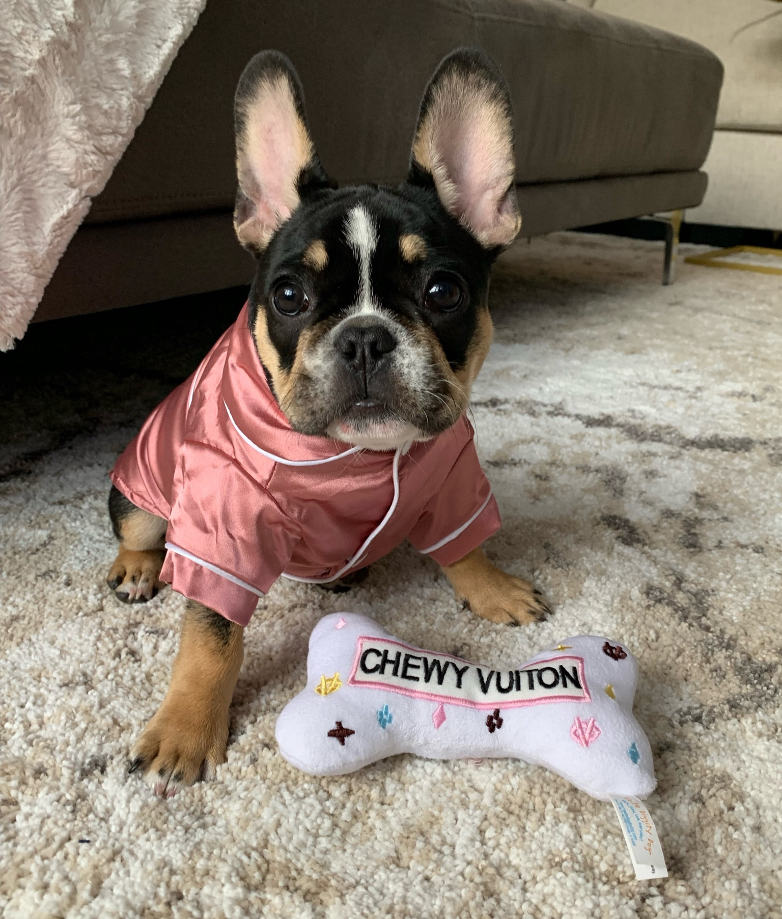 Lazy weekend puppy

#LTKunder50 #LTKFind #LTKfamily