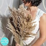 FALL SEASON | 10 Stems Fluffy Feathery Dried Real Brown Pampas grass for Halloween Decor Fall Season | Amazon (US)
