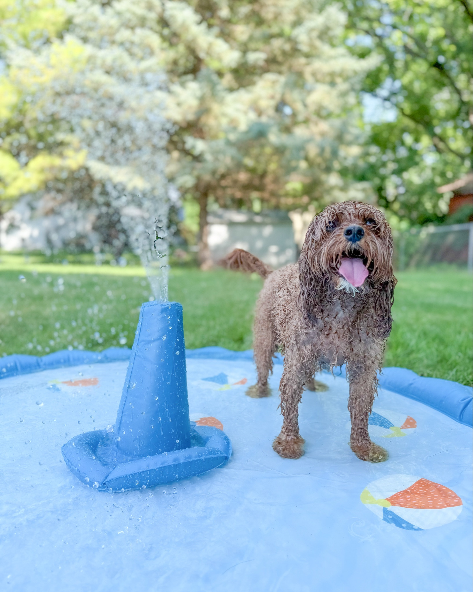 This is your sign to get your dog a splash pad! Swipe to see the fit that even matches this splash pad! Linked everything below! Wag wear wellies not linked but are from @wagwear SIT_OLLIE_SIT to save 