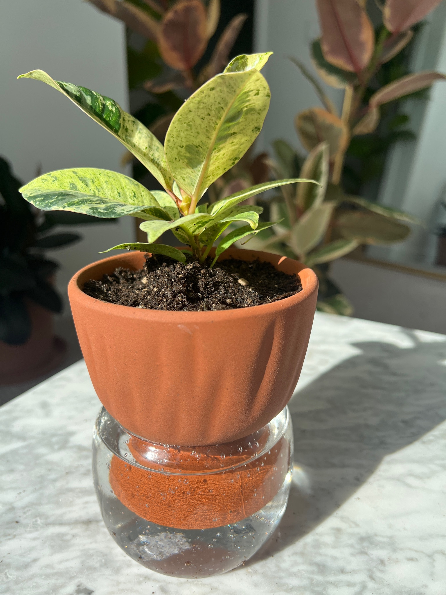 Self watering pot 🥰

#LTKhome #LTKunder100 #LTKGiftGuide