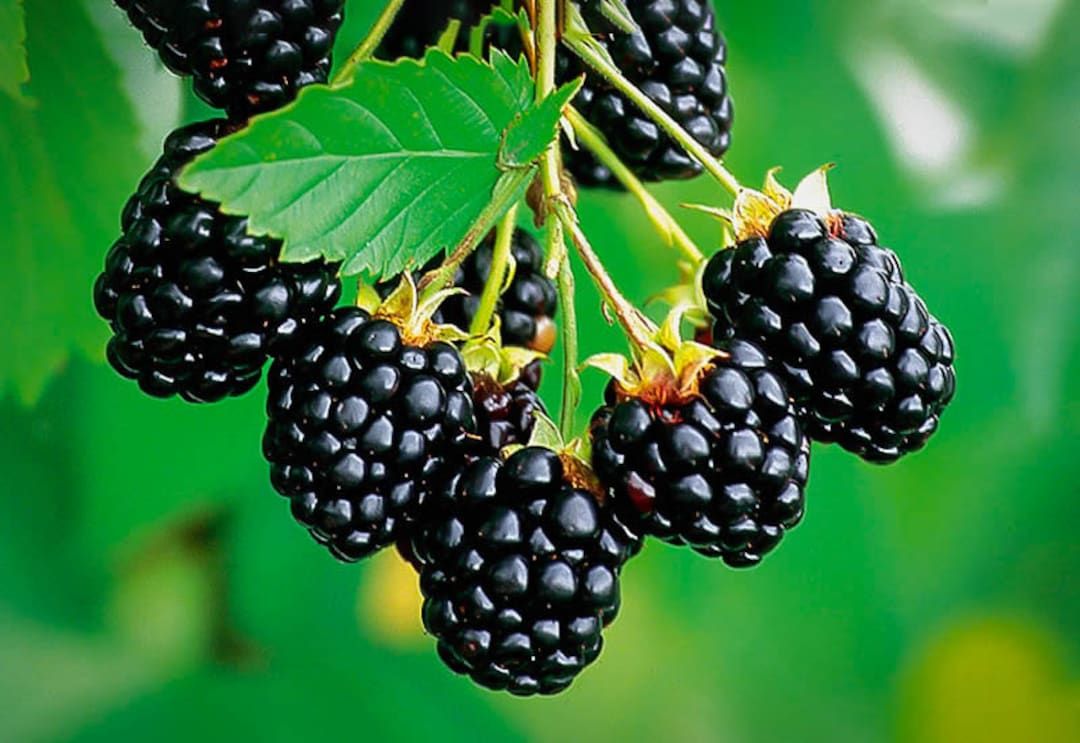 Navaho Thornless Blackberry Plant pesticide Free SWEETEST Blackberry Fast Shipping - Etsy | Etsy (US)
