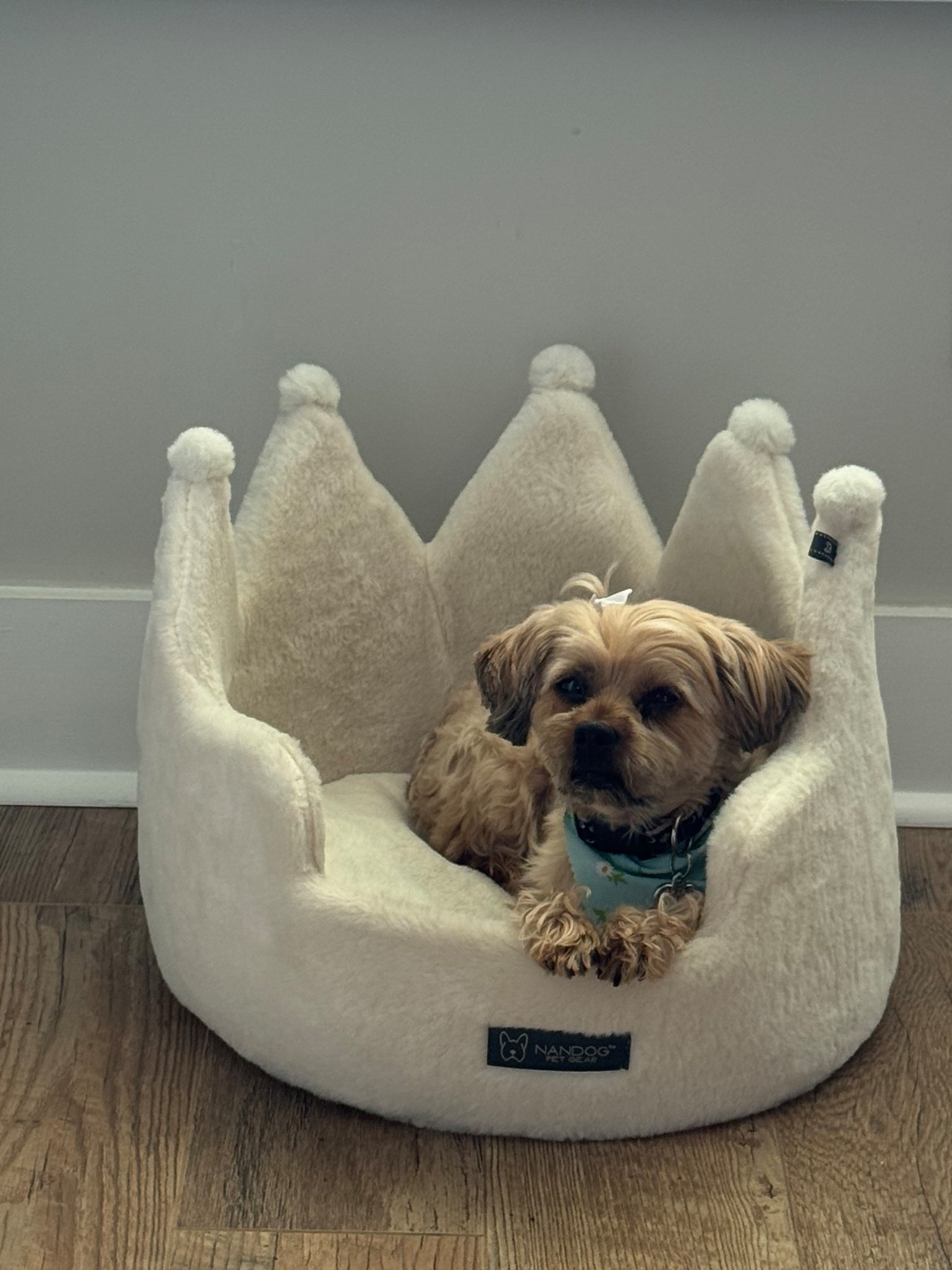 Millie's precious dog bed is currently 20% off!

Comes is various colors and sizes.
Cushion is removable and washable. 

#LTKFindsUnder50 #LTKGiftGuide #LTKPets