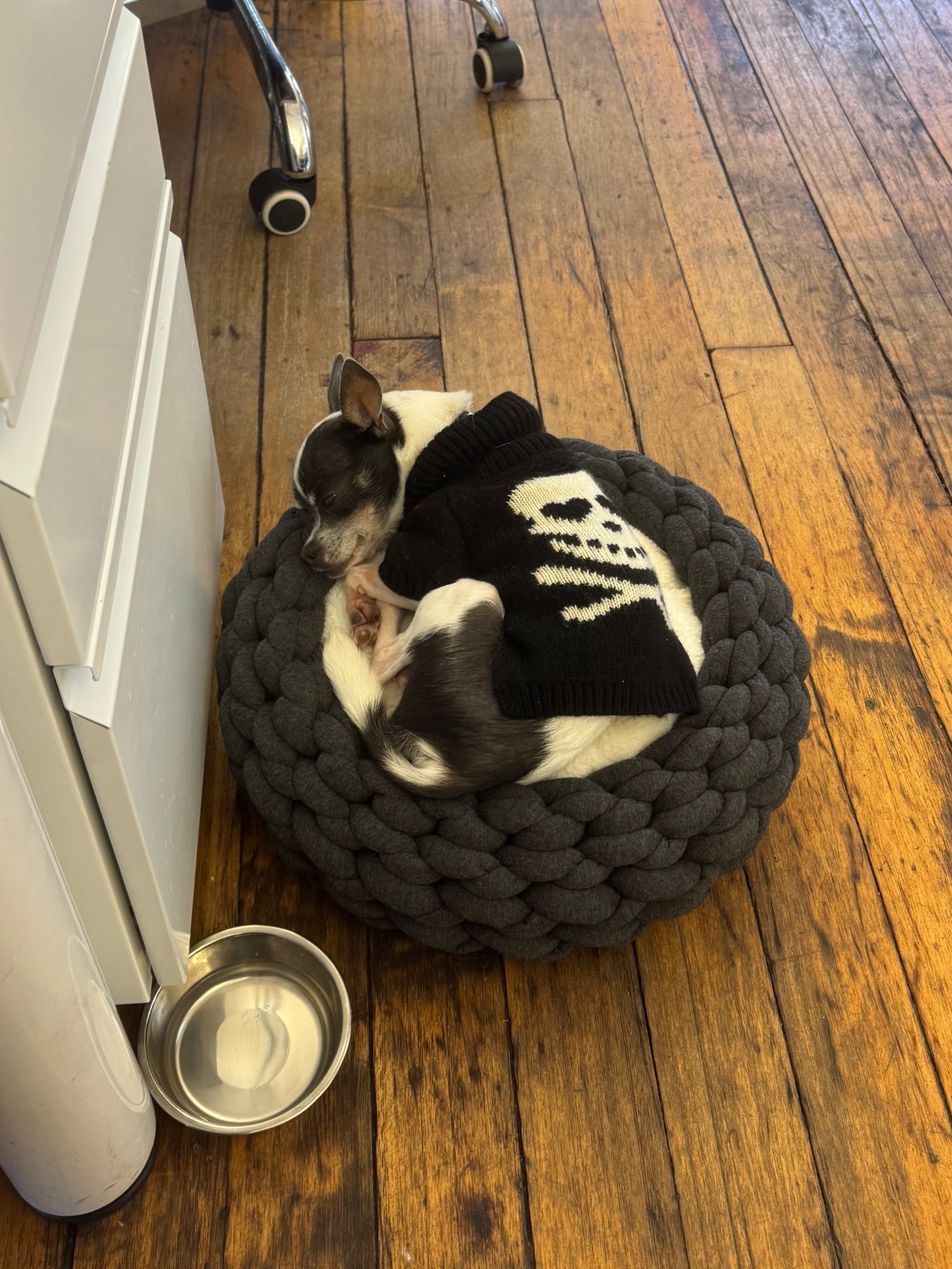 little Louie’s spooky xs pet sweater🤍🖤and it’s on sale!! personally I am a believer in skulls & crossbones year round so he will be wearing this well beyond Halloween. also one of the only xs sweaters that actually fits him!!!

#LTKSaleAlert #LTKPets #LTKHalloween