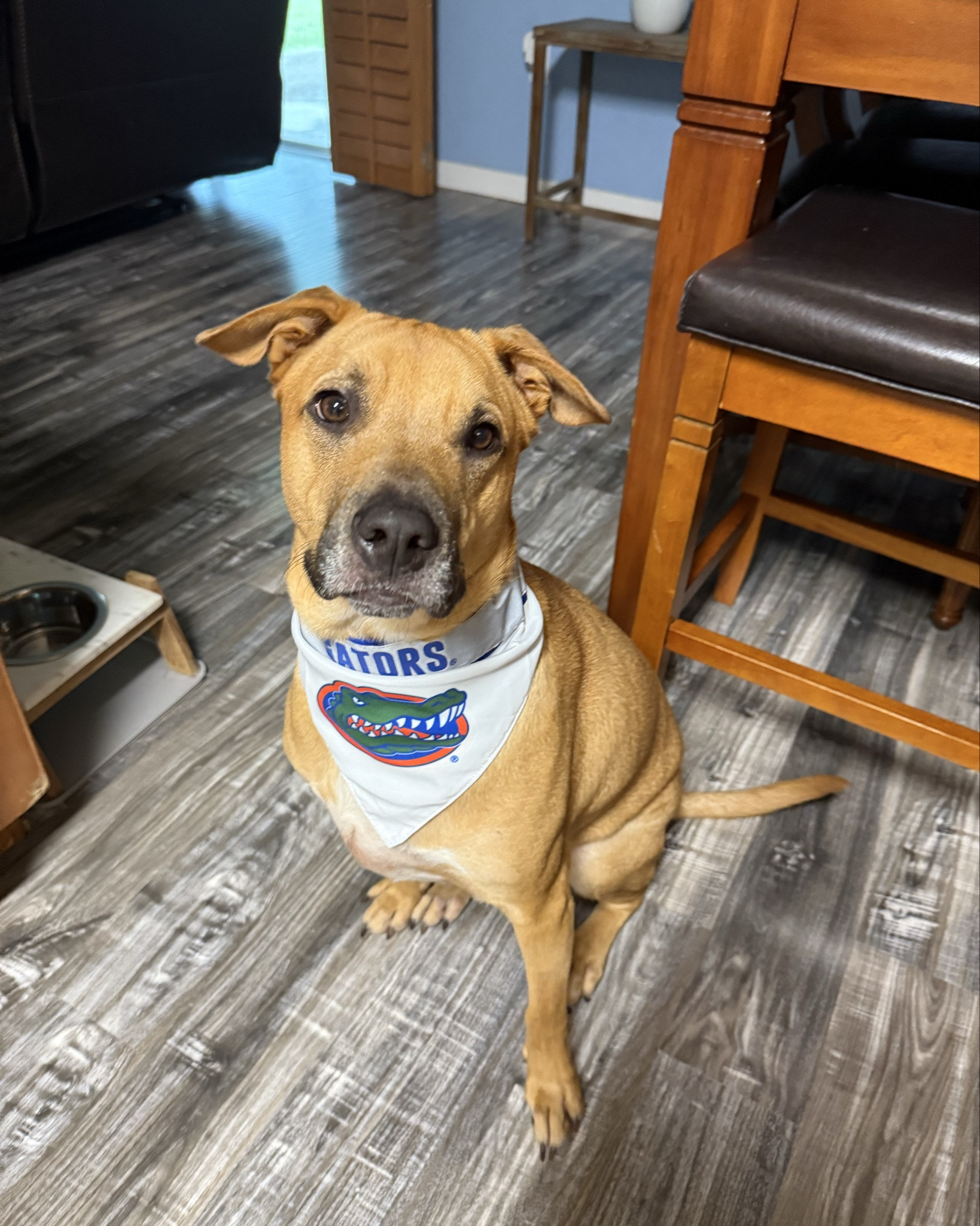 Niko is gameday ready🧡🐊💙

#LTKPets #LTKSeasonal