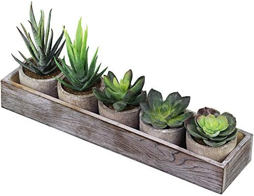 Supla Set of 5 Mini Fake Succulent Cactus Aloe Potted Plant Arrangements Decorative Assorted Pott... | Amazon (US)