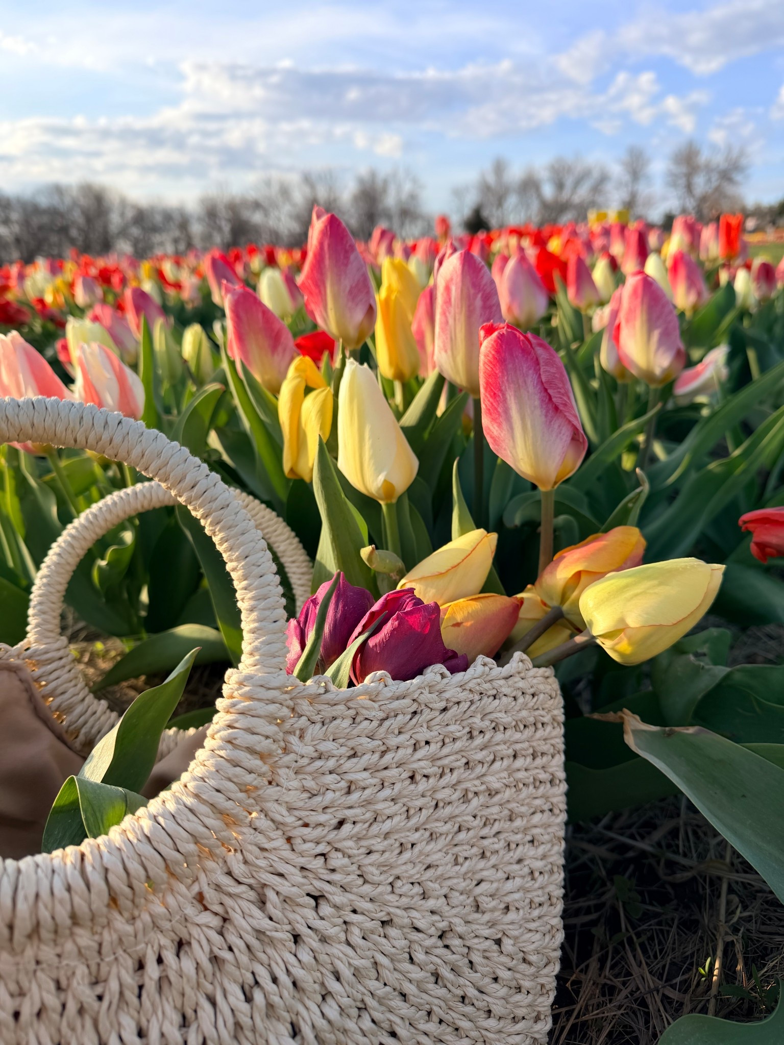Spring handbags

#LTKdayinmylife #LTKFestival #LTKmomlife